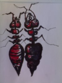 Red and black ant standing together